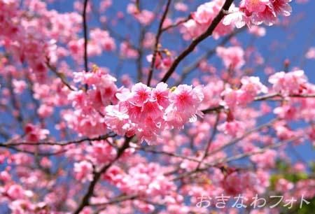 寒緋桜