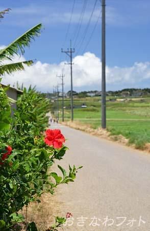 シュガーロード