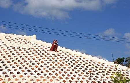 シーサーと赤瓦の家