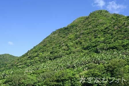 米原ヤエヤマヤシ群