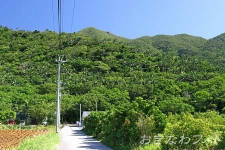 米原ヤエヤマヤシ群