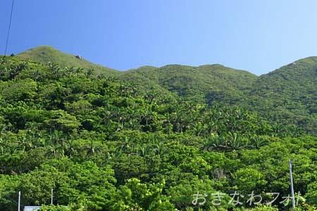 米原ヤエヤマヤシ群