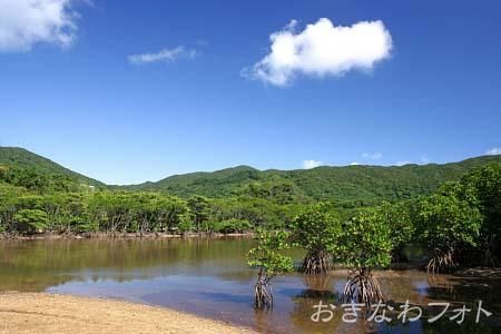 吹通川マングローブ