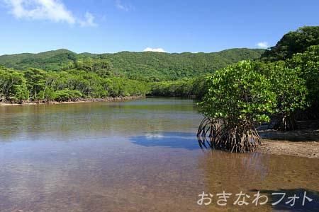 吹通川マングローブ