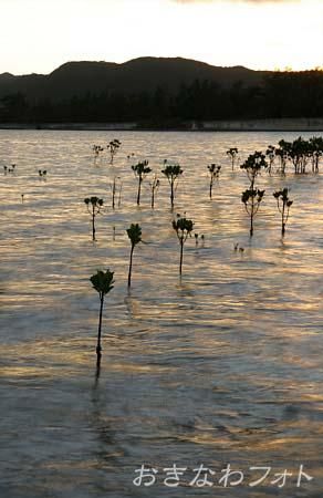 マングローブ