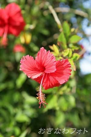 ハイビスカス