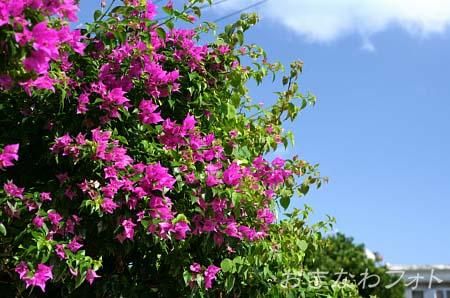 ブーゲンビリア