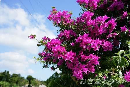ブーゲンビリア