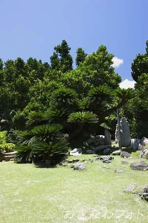 宇根の大ソテツ