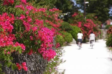 ブーゲンビリア