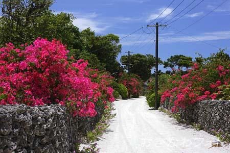 ブーゲンビリア