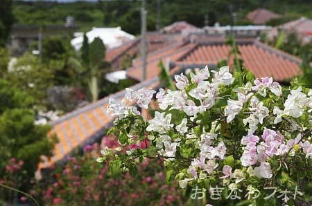 ブーゲンビリア