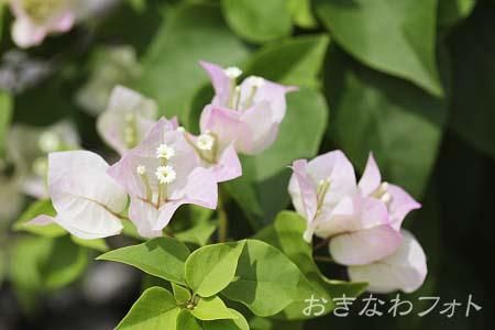 ブーゲンビリア