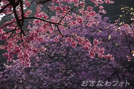 寒緋桜
