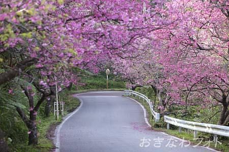 寒緋桜