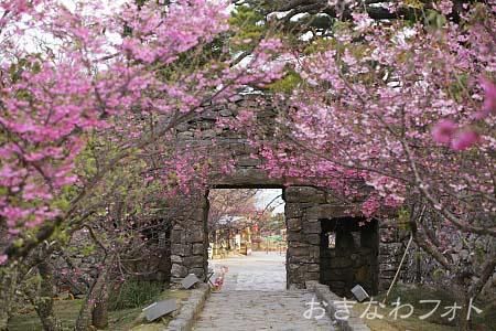 寒緋桜
