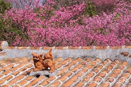 シーサーと寒緋桜