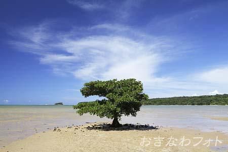 マングローブイメージ