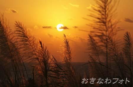 サトウキビ畑と夕日