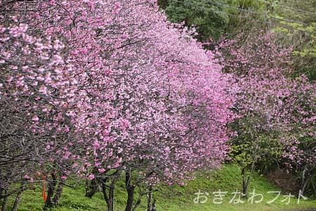 寒緋桜