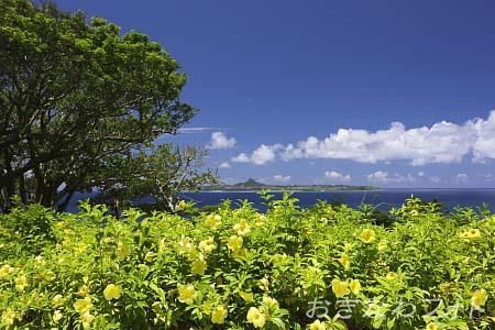 アリアケカズラ