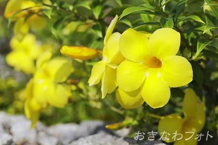 アリアケカズラ