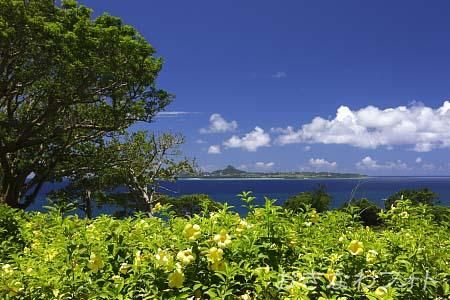 アリアケカズラ