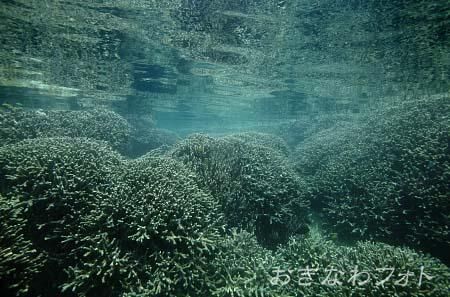 アオサンゴ