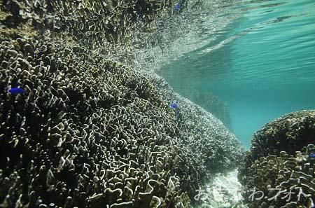 白保の海（水中）