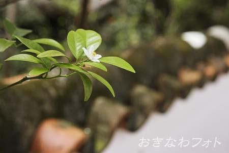 シークヮーサー