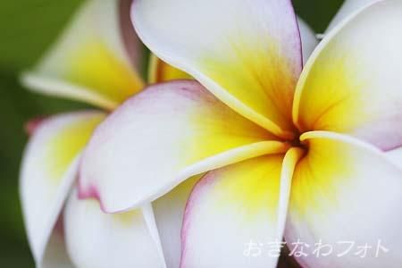 プルメリア