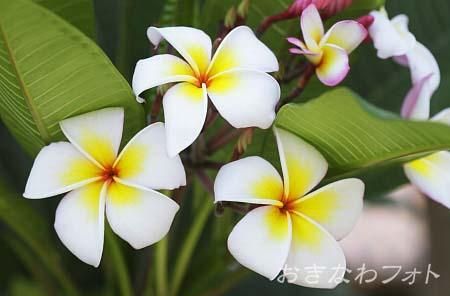 プルメリア