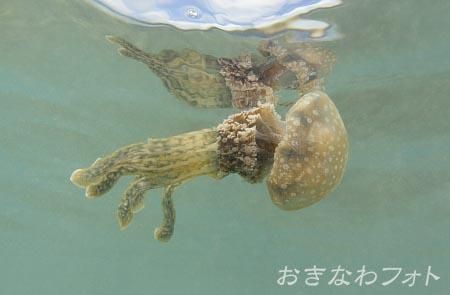 タコクラゲ