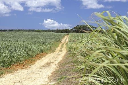 サトウキビ畑