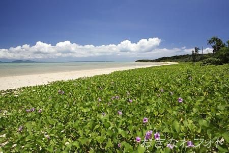 グンバイヒルガオ