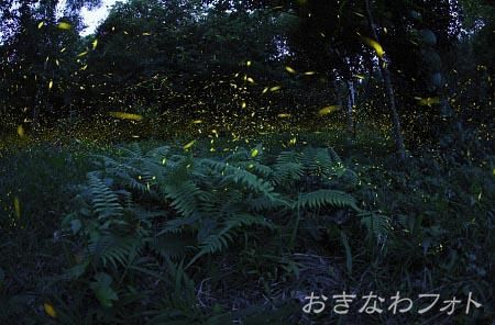 ヤエヤマボタル