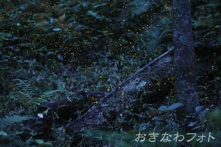 ヤエヤマボタル