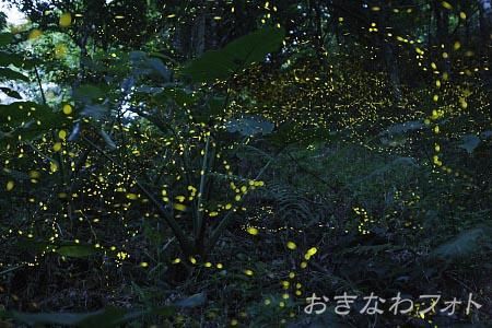 ヤエヤマボタル