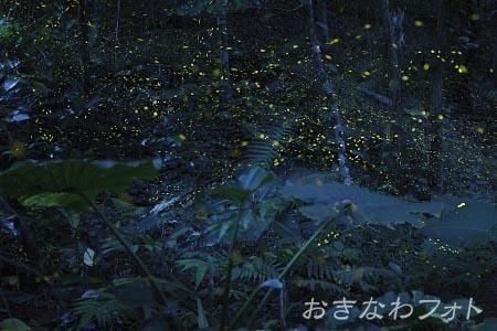 ヤエヤマボタル