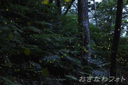 ヤエヤマボタル