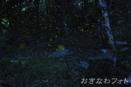 ヤエヤマボタル