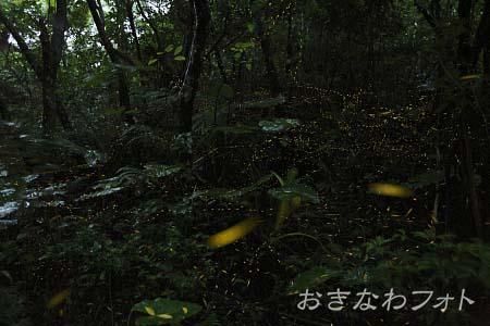 ヤエヤマボタル