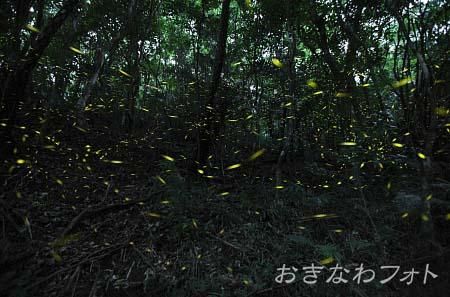 ヤエヤマボタル