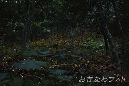 ヤエヤマボタル
