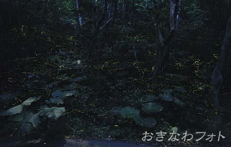 ヤエヤマボタル