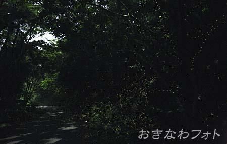 ヤエヤマボタル