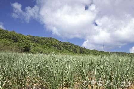 長幕（屏風岩）