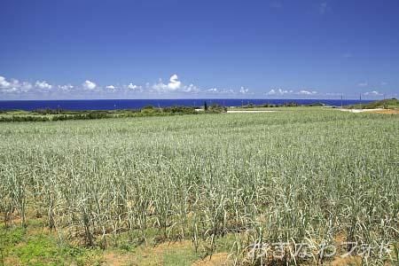 サトウキビ畑