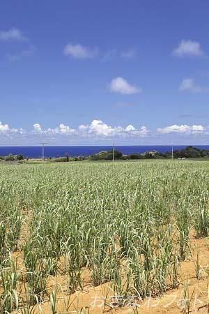 サトウキビ畑