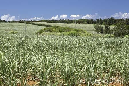 サトウキビ畑